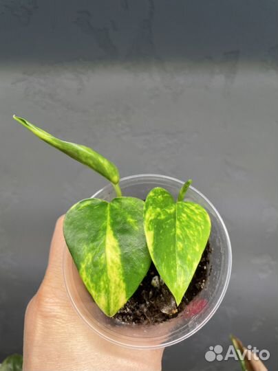 Эпипремнум (сциндапсус) золотистый