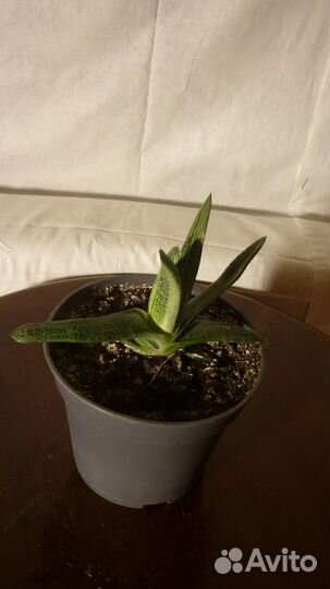 Алоэ столетник