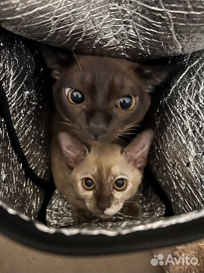 Котята бурмы