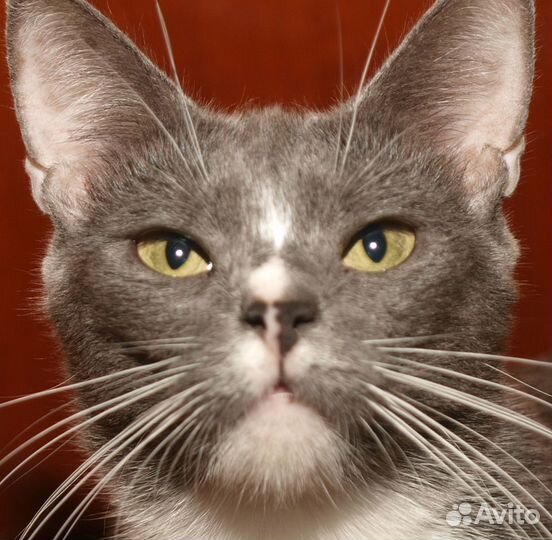 Голубая кошка британская кошка Люси (метис)