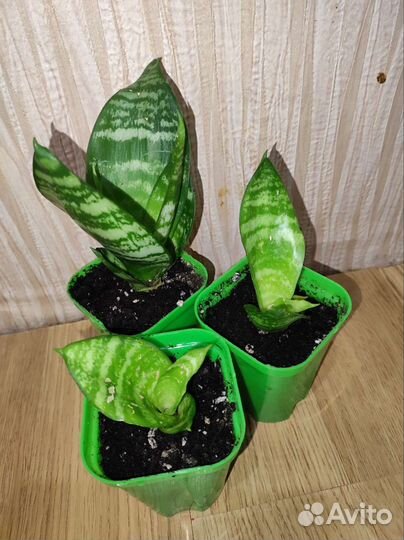 Сансевиерия