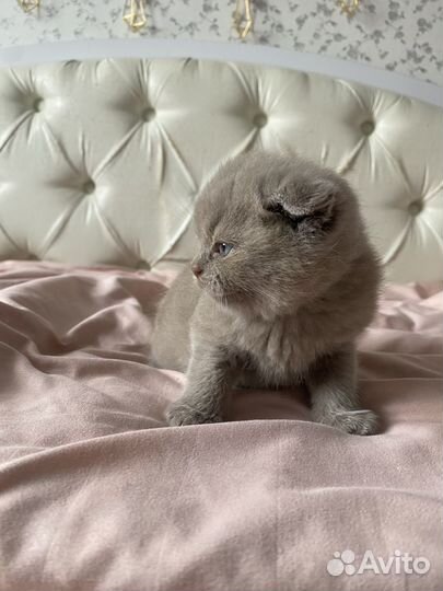 Шотландские котята