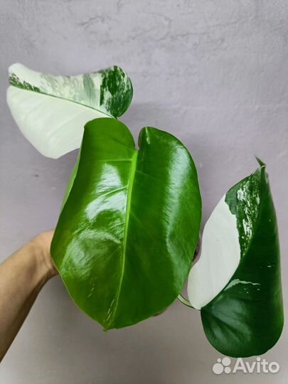 Монстера вариегатная Альба