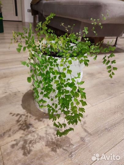 Венерин волос или Адиантум.Колеус Блюме.Педилантус