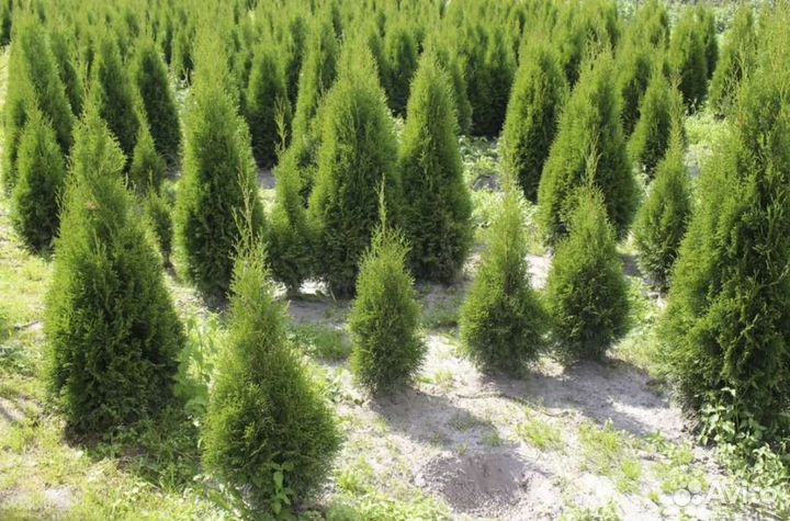 Туя смарагд