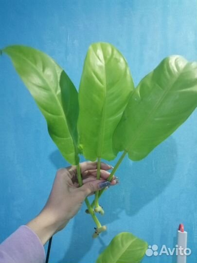 Филодендрон голди лок