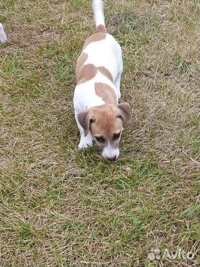 Джек Рассел терьер щенки