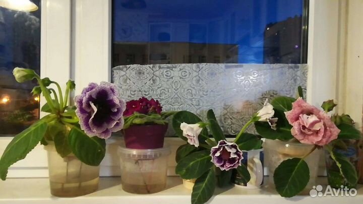 Глоксиния Фиалка