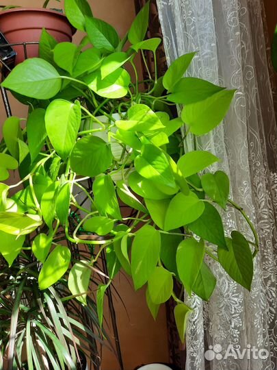 Сциндапсус Neon