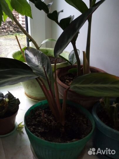 Цветы домашние