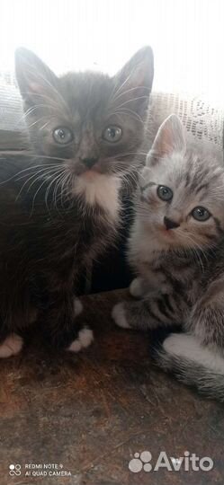 Котята в добрые руки