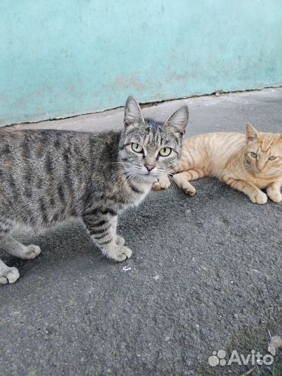 Котик и кошка ручные ищут дом