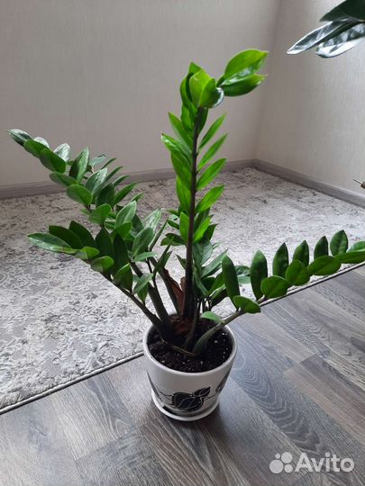 Замиокулькас