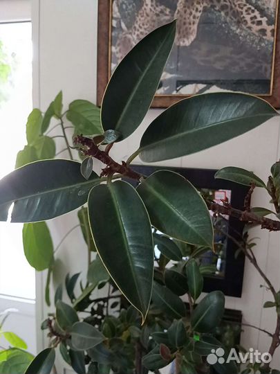 Комнатные цветы