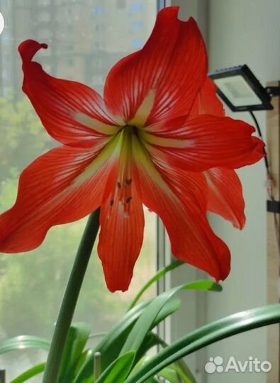 Гиппеаструм молодые растения 3-4 см луковицы