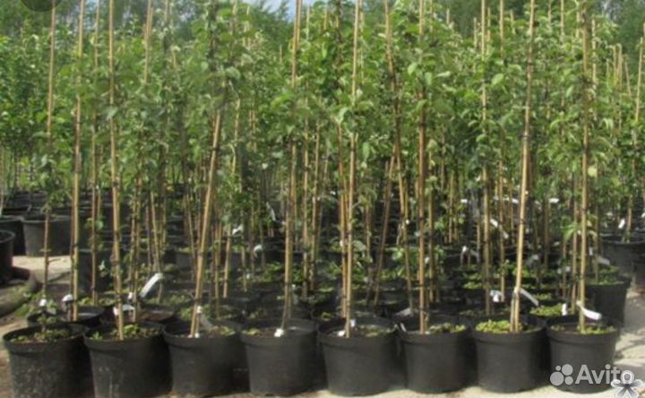 Фруктовые деревья в контейнере