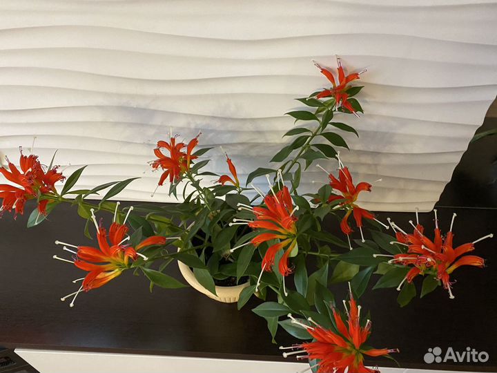 Эсхинантус «жар птица»