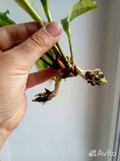 Антуриумы вариегатные