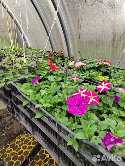 Рассада и кустарники