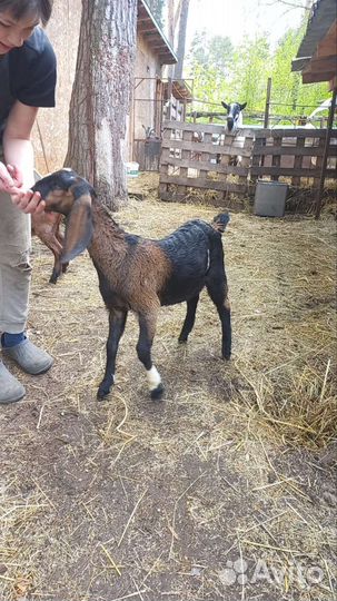 Дойные козы и козочки