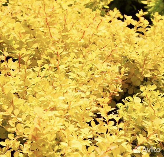 Барбарис Тунберга Ауреа