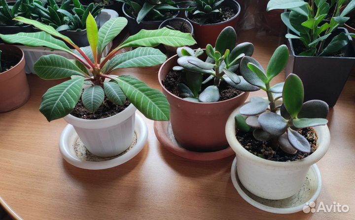 Комнатные цветы