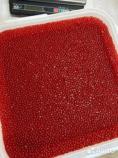 Икра красная кеты, улов июнь 2023 года