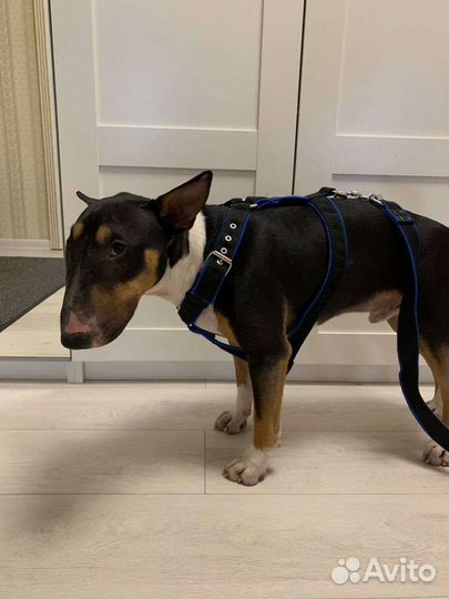 Шлейка для средней собаки
