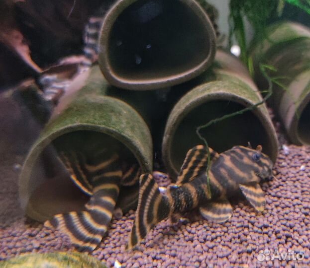 Анциструс звездчатый L181, Стурисома, L - сомы