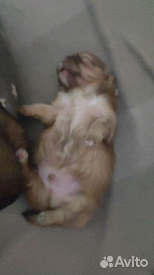 Щенки пекинеса