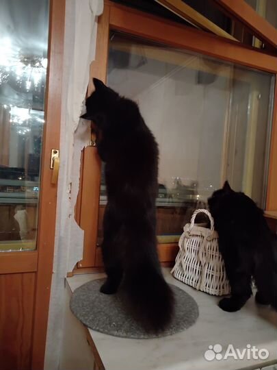 Шикарные ломатые котята цвета темный шоколад