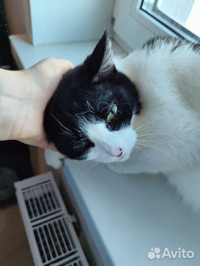 Молодая кошечка (1,5г.) осталась без хозяина