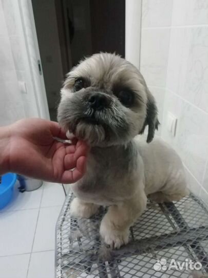 Стрижка кошек и собак. Грумер. Только выезд на дом