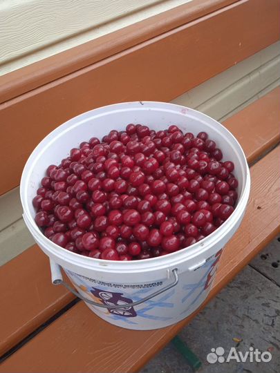 Вишня ягода свежая