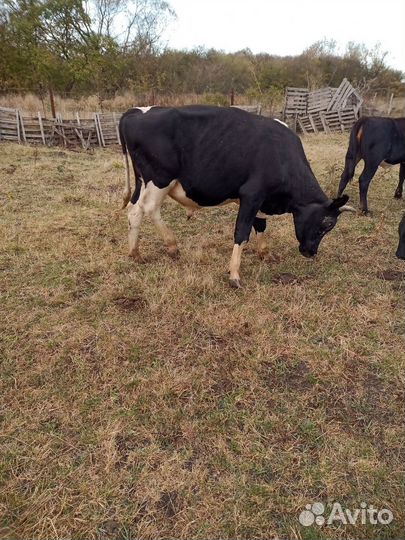 Телята бычки