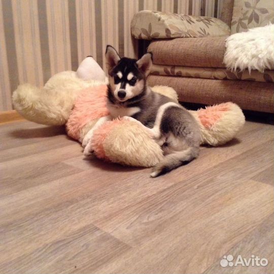 Сибирский хаски