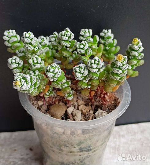 Суккуленты крассулы 2