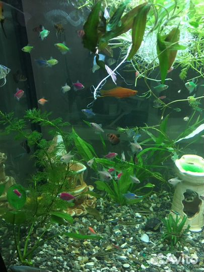 Аквариумные Рыбки