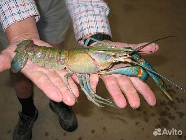 Австралийский красноклешневый рак