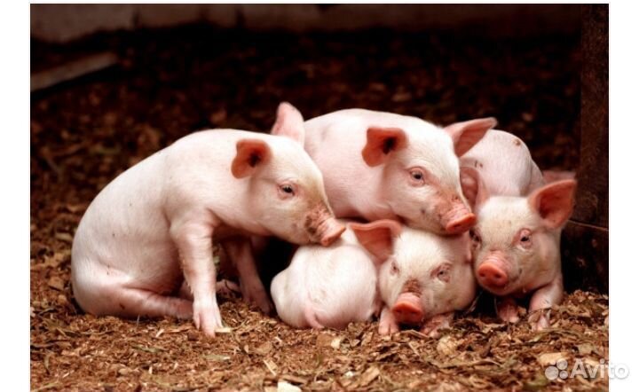 Продаются поросята 1,5 месяца
