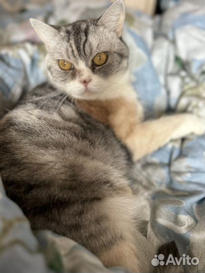 Кошка в дар