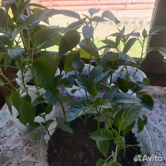 Семенной картофель