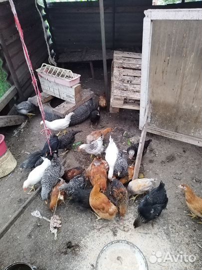 Куры молодки домашние