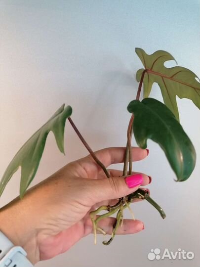 Филодендрон гитаровидный