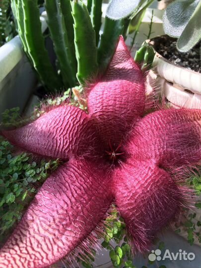 Стапелия и Драцена