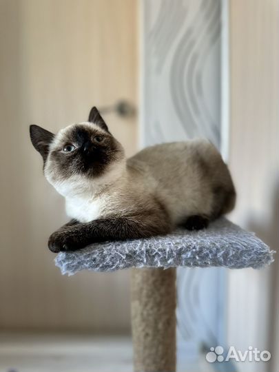 Котенок в добрые руки
