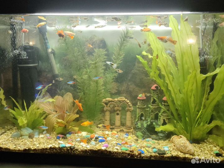 Мальки Гуппи, меченосцы и подросшие