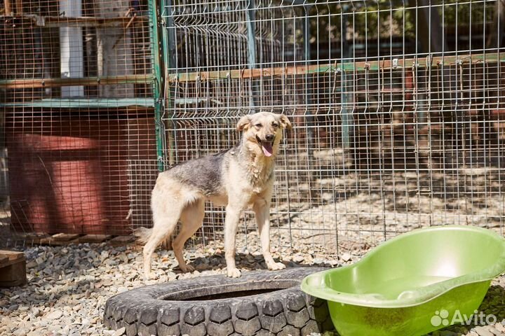 В добрые руки собака Дружка
