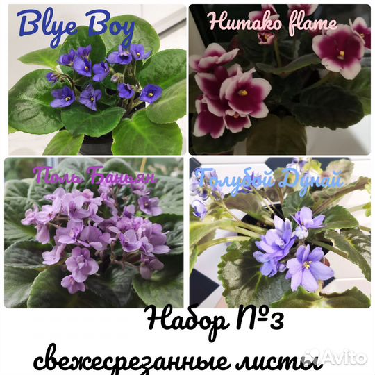 Наборы свежесрезанных листов фиалок/цветы