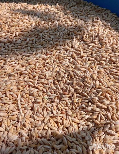 Фуражная пшеница, Кормовая кукуруза на корм